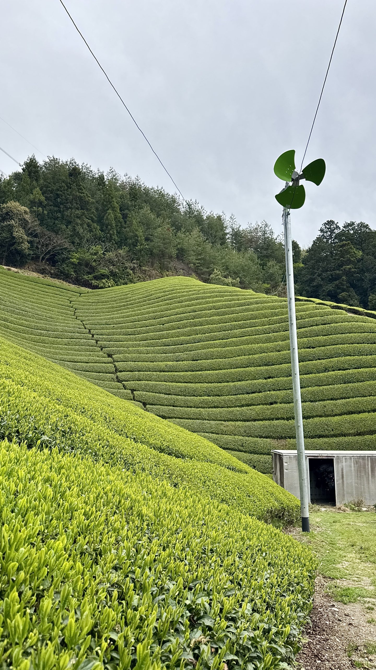 Qu'est-ce que le thé hōjicha ? Origine, torréfaction, goût, caféine et différences avec le matcha : le guide complet du thé vert japonais grillé.