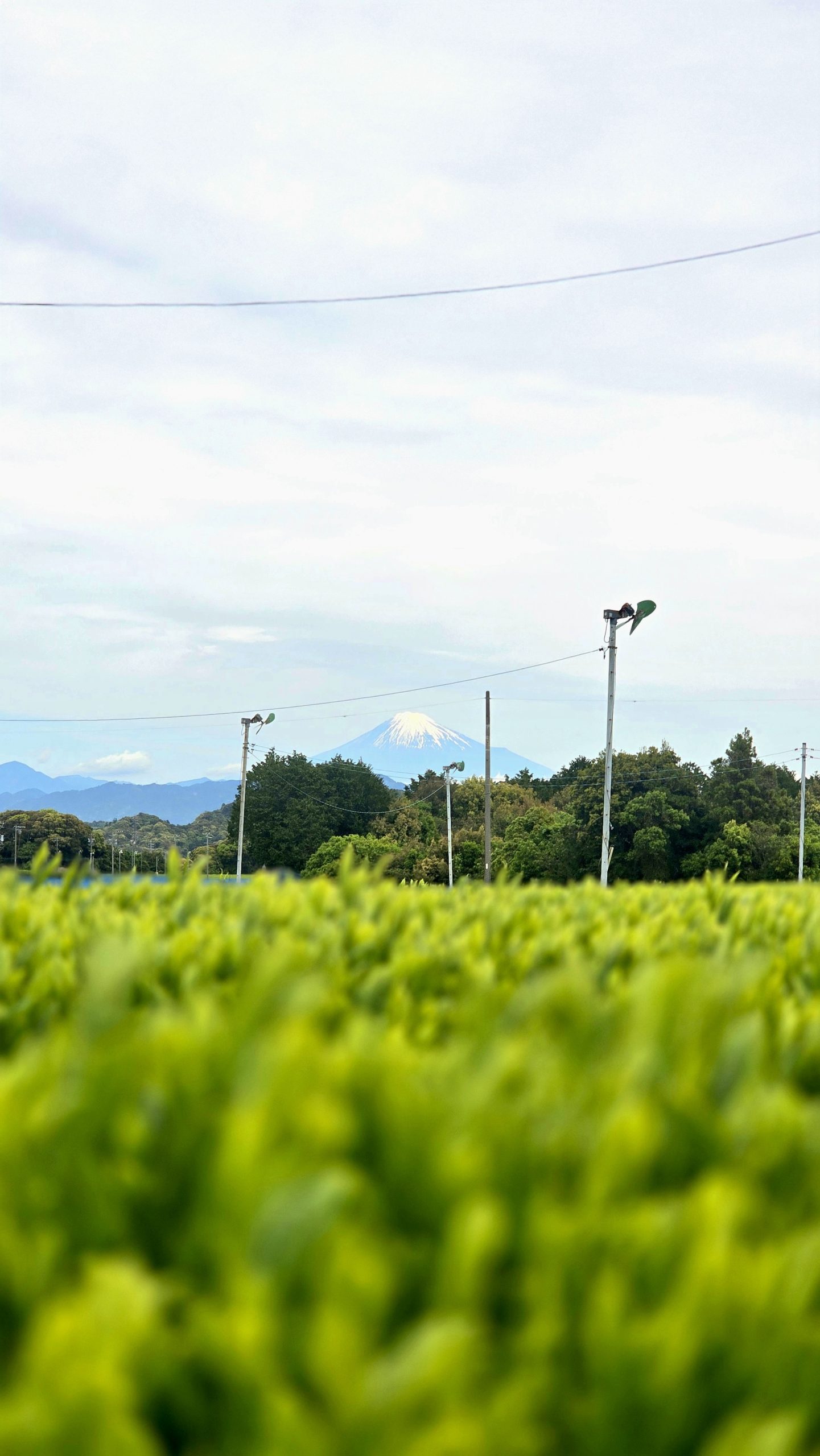 Lire la suite à propos de l’article Qu&rsquo;est-ce que le Thé Hōjicha ? Origine, Goût, Caféine & Différences avec le Matcha