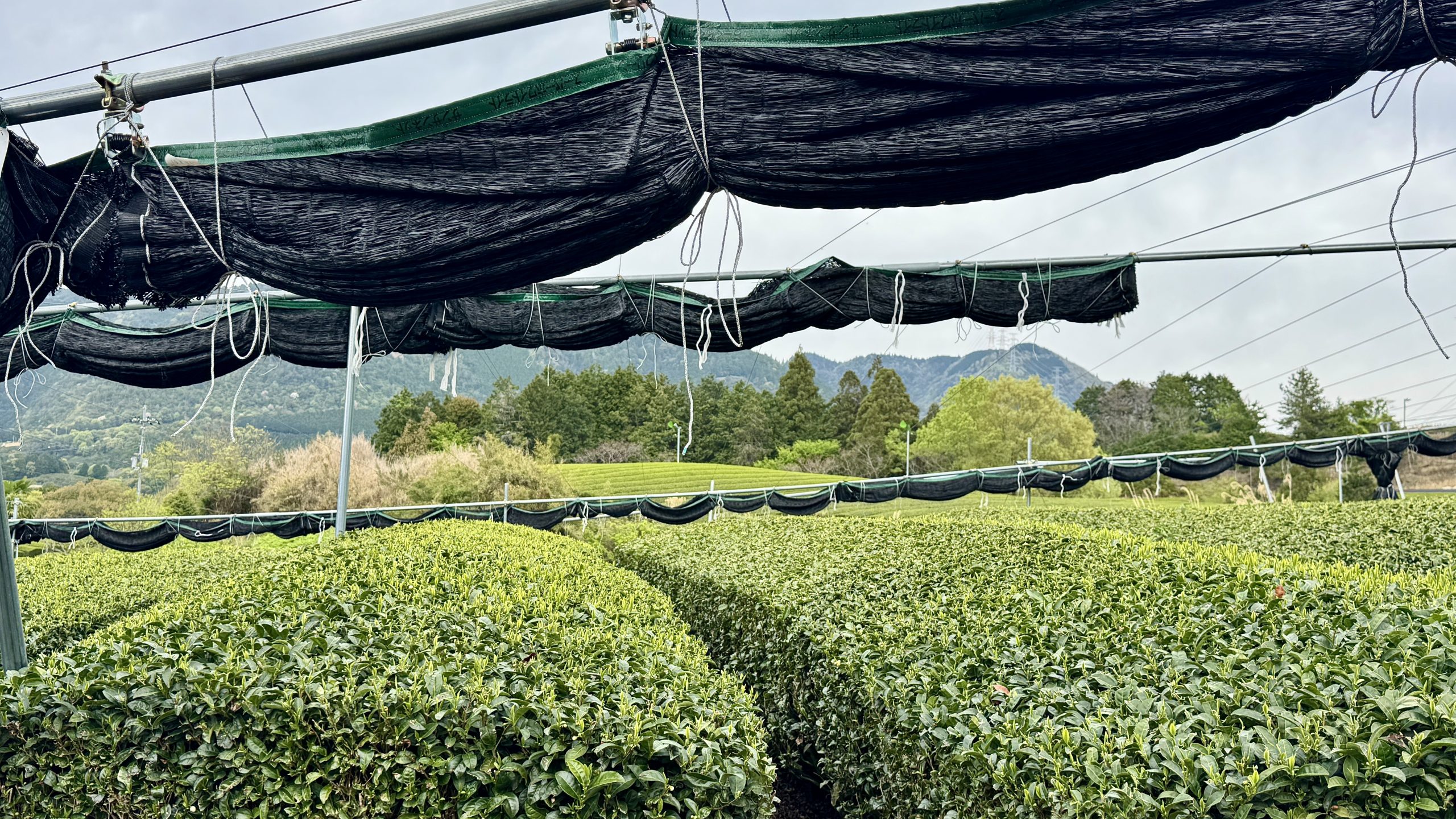 Qu'est-ce que le thé matcha ? Origine, fabrication, cultivars, goût et bienfaits : le guide complet pour bien le choisir et éviter les faux matcha.