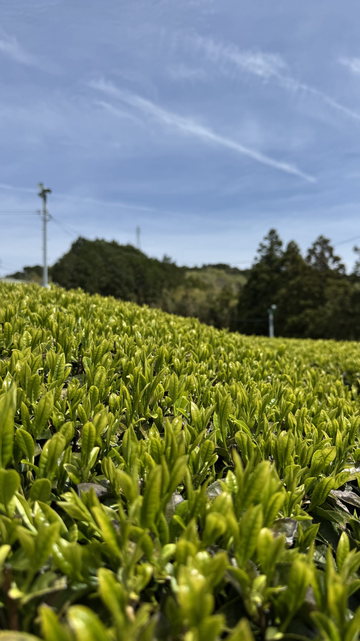 Qu'est-ce que le thé matcha ? Origine, fabrication, cultivars, goût et bienfaits : le guide complet pour bien le choisir et éviter les faux matcha.