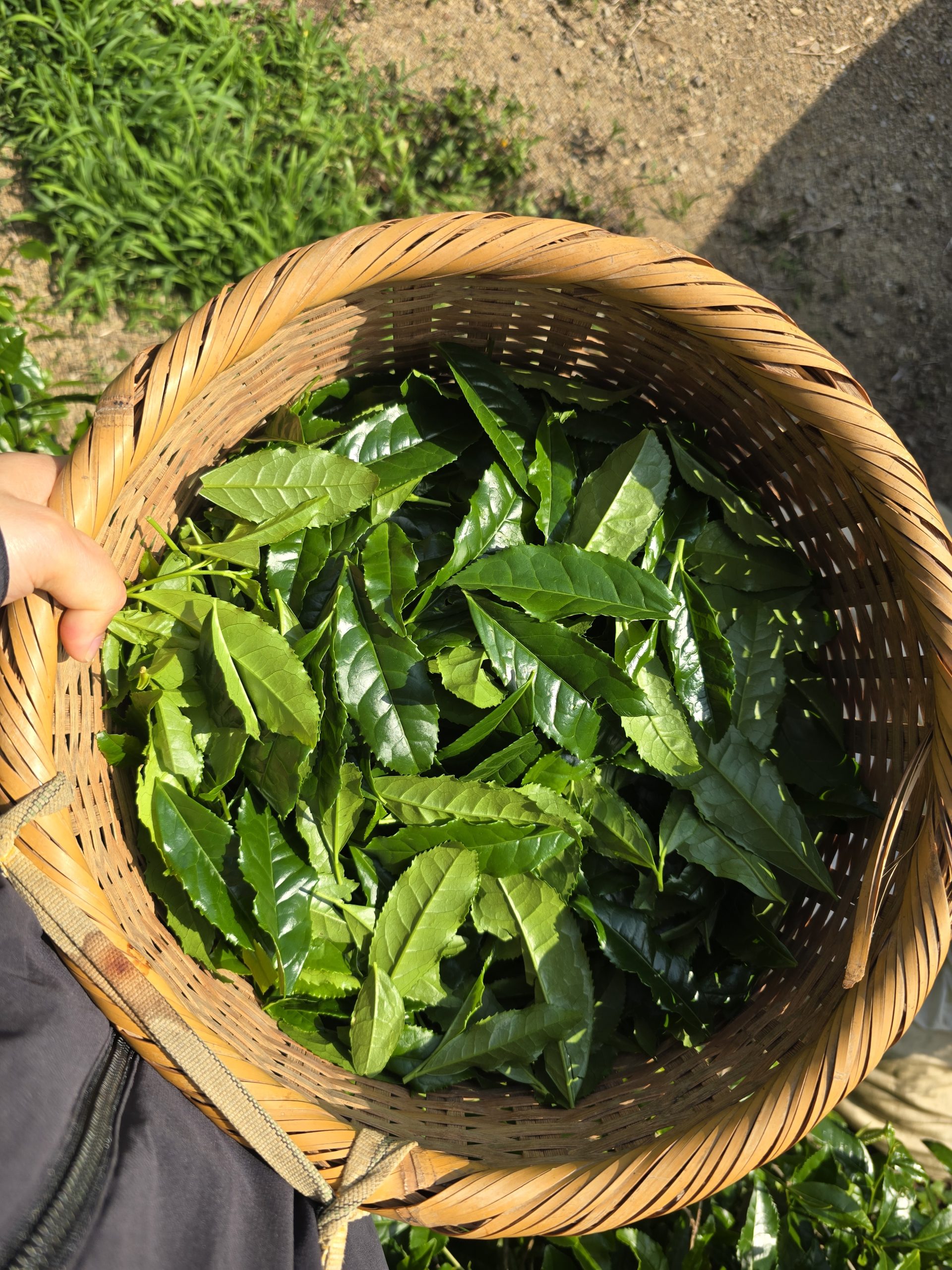 Qu'est-ce que le thé matcha ? Origine, fabrication, cultivars, goût et bienfaits : le guide complet pour bien le choisir et éviter les faux matcha.