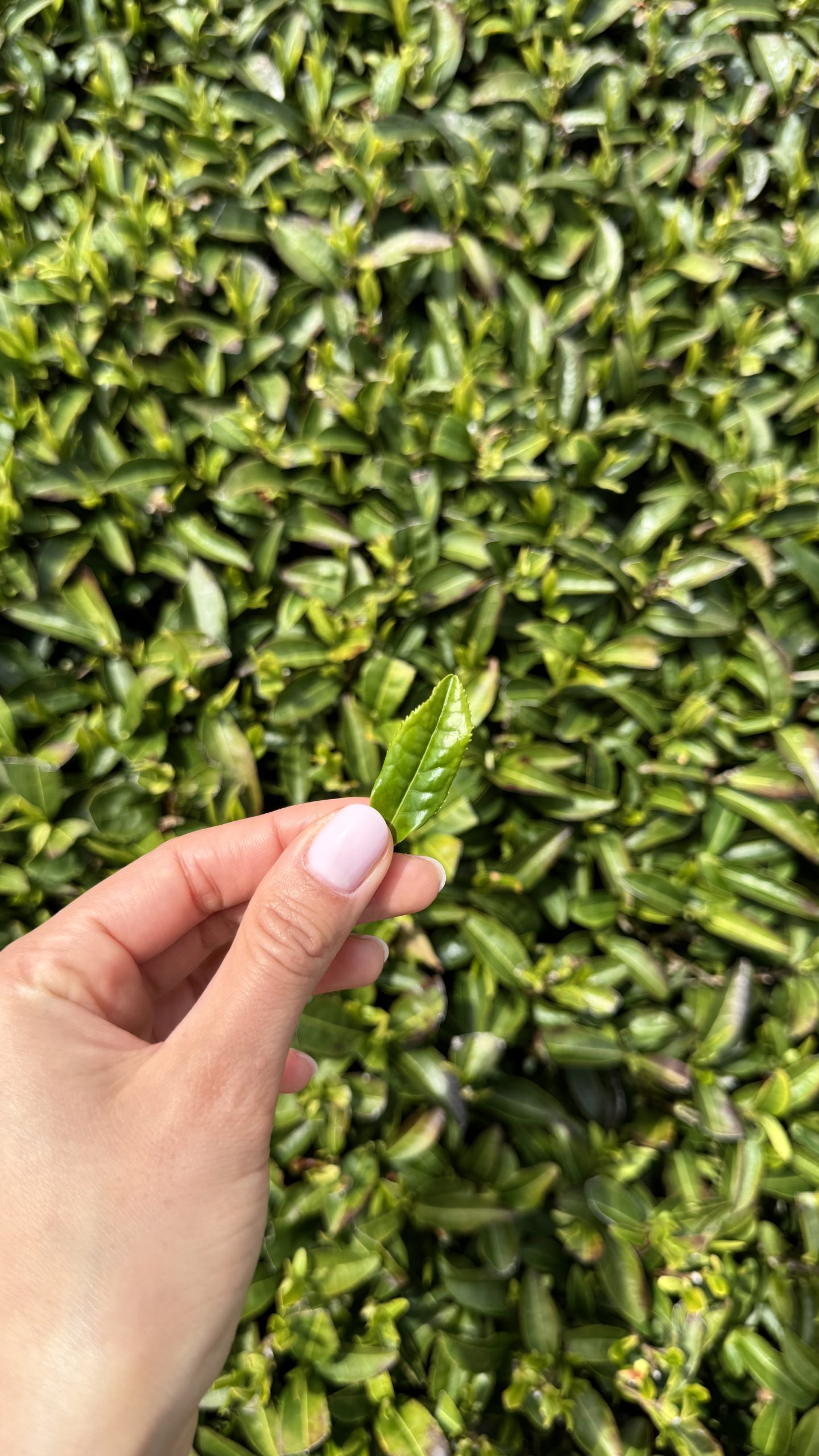 Qu'est-ce que le thé matcha ? Origine, fabrication, cultivars, goût et bienfaits : le guide complet pour bien le choisir et éviter les faux matcha.